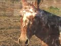 Spotted mule Spotted mule