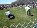 Wiener Dog Races