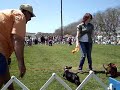 Wiener Dog Races
