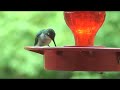 Hummingbirds tongue