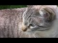 Cats - Canon Vixia HV30 test Cats - Canon Vixia HV30 test