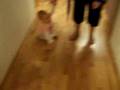 videos de Emma að taka fyrstu skrefin