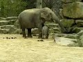 olifanten, emmen, dierenpark, © olifanten, emmen, dierenpark, ©