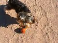 i have the cutest yorkies in the world!