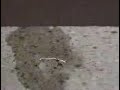 Hydrophilic Effect