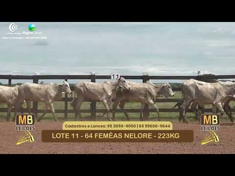 535� LEIL�O VIRTUAL MB LEIL�ES