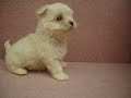 07/21???? Maltese -????-????