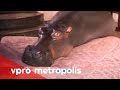 A hippo in the house