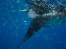 Manta Ray Turks and Caicos Islands