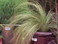 Ornamental Grasses