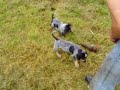 coon hound puppies first training day