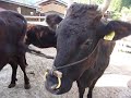 Tajima Cattle ??? Tajima Cattle ???