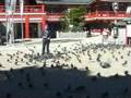 ファイトマンの日常 〜続鳩〜