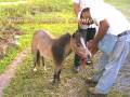 Caballos Miniatura