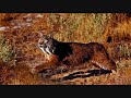 La Tierra de mis Padres. music by Rimsky-Korsakov