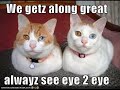 vERY fUNNY cATS 27