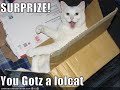 vERY fUNNY cATS 27