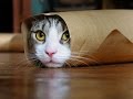 vERY fUNNY cATS 27