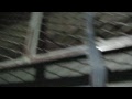 Old Otis Traction Freight elevator @ Boggs Buildng Atlanta GA