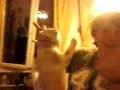 video incroyable mais vrai le chat na rien rassurer vous