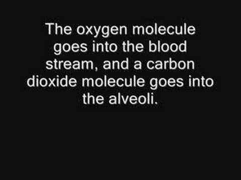 Respiratory System