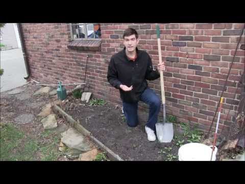 how to plant iceberg lettuce