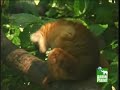 Lemur gets high