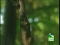 Lemur gets high