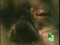 Lemur gets high