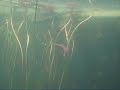 2008-05-12 kleiner Montiggler See