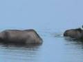 Alaska Denali National Park wildlife video wilderness tours