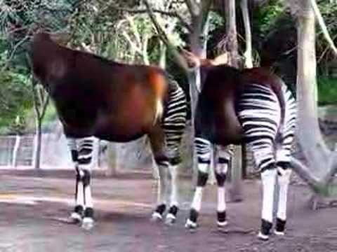 نوع نادر من الزرافات اسمه okapi 0 نوع نادر من الزرافات اسمه okapi