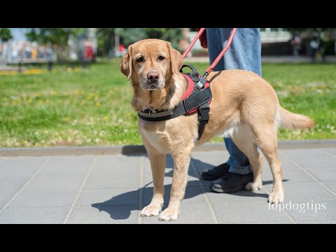 video-linktoworks-How To Make Your Dog A Service Dog