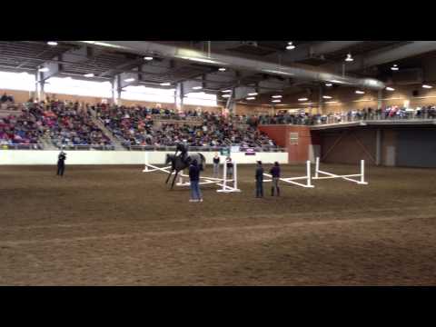 horses grand national