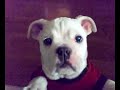 Bulldog Cala