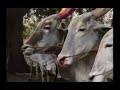 los habitantes de la tierra   maltrato animal  5 
