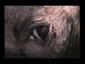 los habitantes de la tierra   maltrato animal  5 