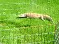 Feeding Savannah + Golden Tegu Outdoors