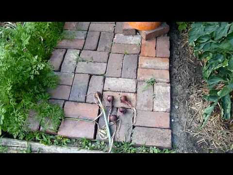 how to harvest red onions
