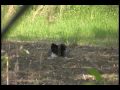 "Turkey Hunting Video" Illinois Hunting Outfitters