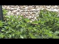 Peppermint Uses: Digestive Remedy Peppermint Uses: Digestive Remedy