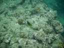 Raccoon Butterflyfish - Snorkeling in Sunabe, Chatan, Okinawa, Japan