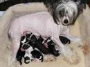 Chinese Crested Dogs - NATURE\