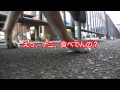 2009-11-22ちゃちゃ、においをかぎ回る.mov