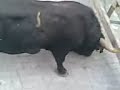 ademuz08 toro tira puerta