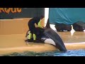 Orca-Show in Tenerife Loro Parque Orca-Show in Tenerife Loro Parque