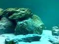 tanganyika 800l
