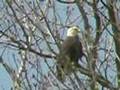 Ohio-bald-eagles-fly