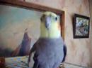 Buzz The clucky cockatiel Buzz The clucky cockatiel