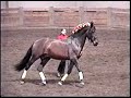 Romerito II - P.R.E. Dressage Ambassador